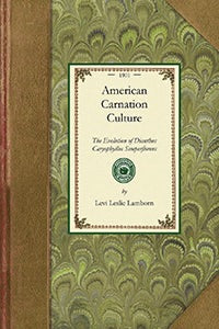 American Carnation Culture